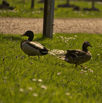 Kurpark, ganz in der N&auml;he zum Ferienhaus Dahmeer